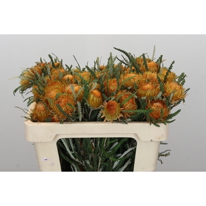 Banksia Dryandra