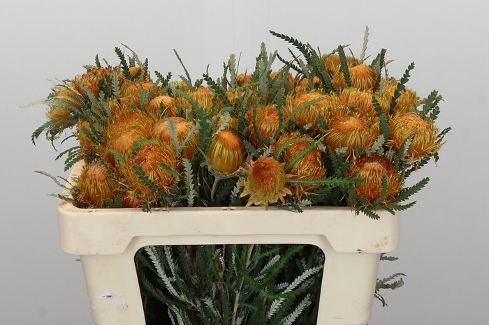 Banksia Dryandra