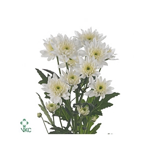 Chrys sp euro
