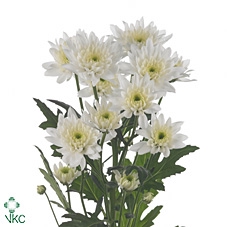 <h4>Chrys sp euro</h4>