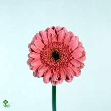 LIM S SIN ETERN PINK