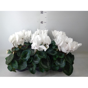Cyclamen GR 'XL'