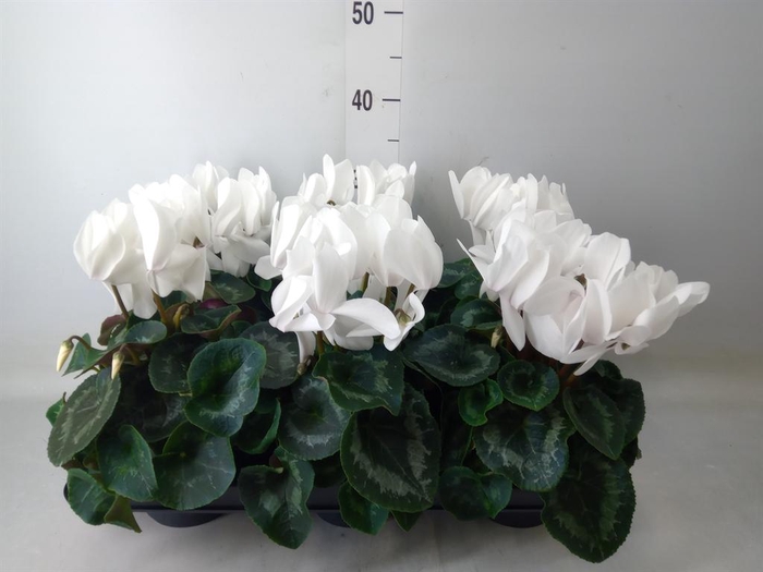<h4>Cyclamen GR 'XL'</h4>