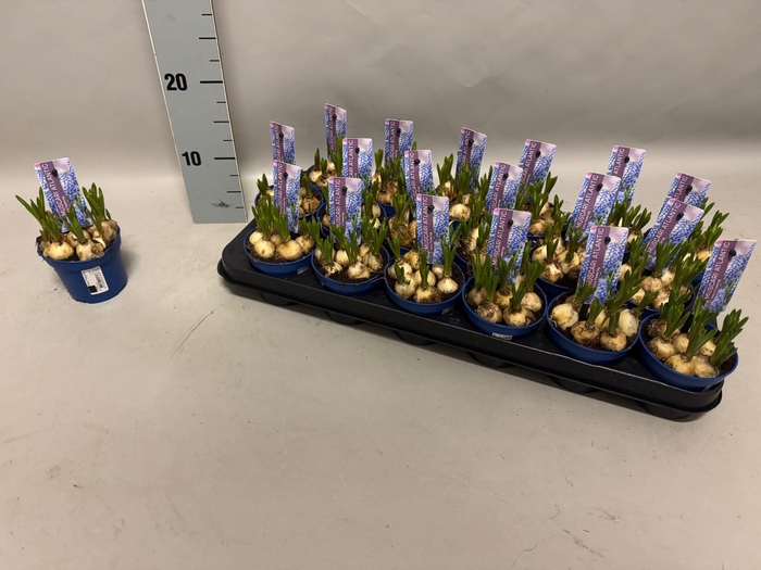 <h4>MUSCAR ATLANTIC</h4>