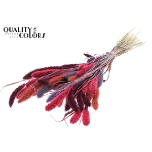 Setaria per bunch Colourful 9