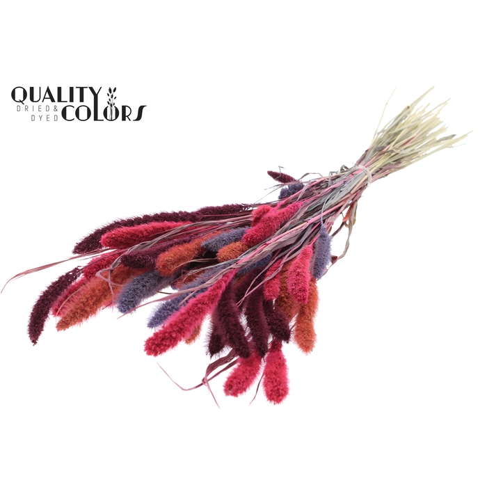 <h4>Setaria per bunch Colourful 9</h4>