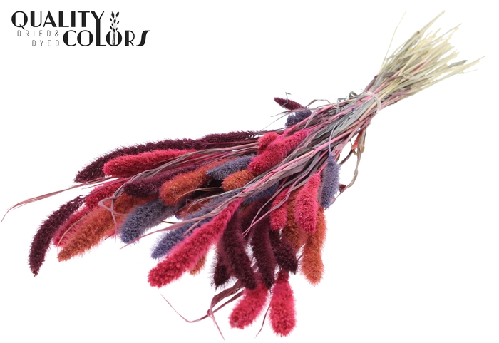 Setaria per bunch Colourful 9