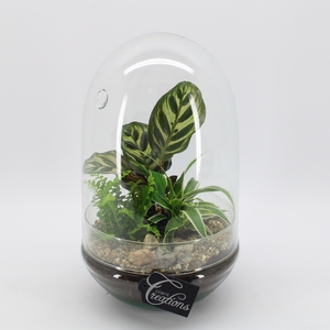 GRCR-2427 Green Essentials Terrarium