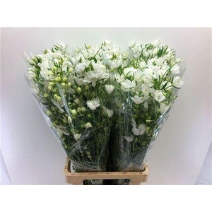 Delph En Morpho Silky White