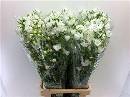 <h4>Delph En Morpho Silky White</h4>