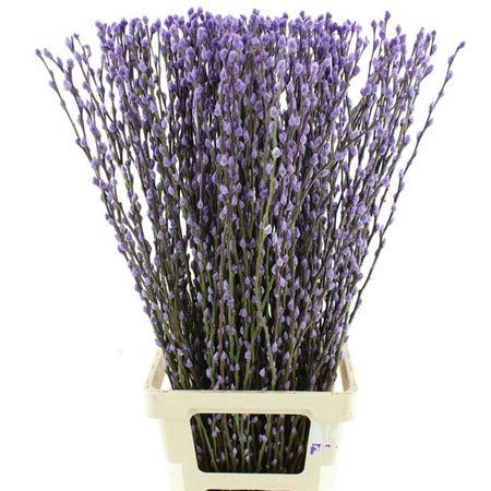 <h4>T Salix Sn Fla Klb Milka</h4>