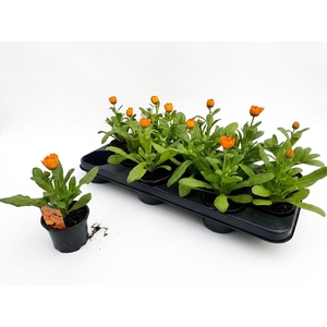 CALENDUL OFFICINALIS