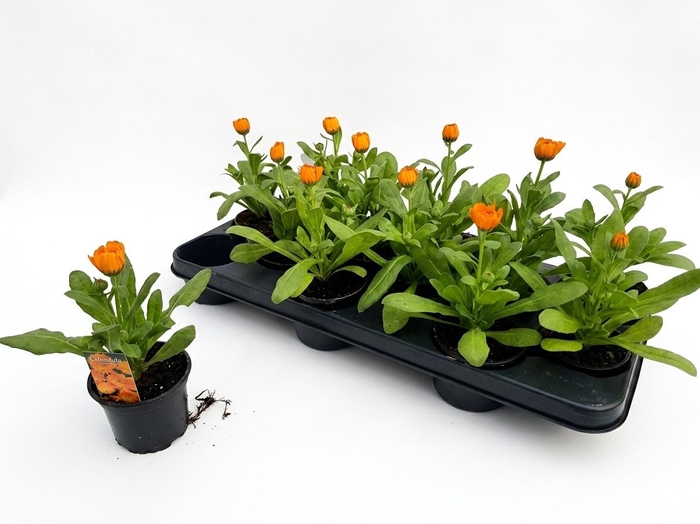 <h4>CALENDUL OFFICINALIS</h4>