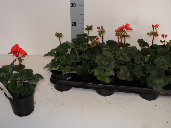 <h4>PEL ZON SA ORANGE</h4>