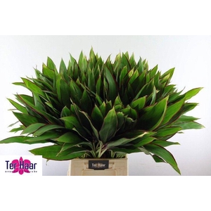 DECOGROEN GROOT BLAD