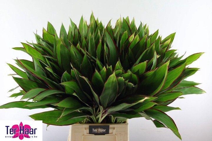 <h4>DECOGROEN GROOT BLAD</h4>