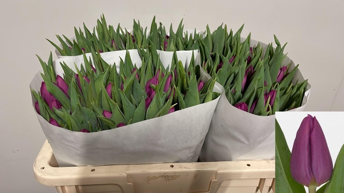 <h4>TU EN PURPLE PRINCE</h4>