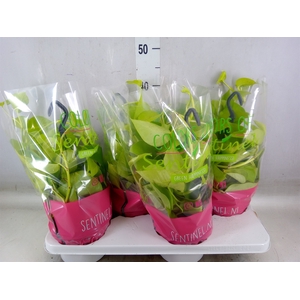 Epipremnum pinn. 'Golden Pothos' HG