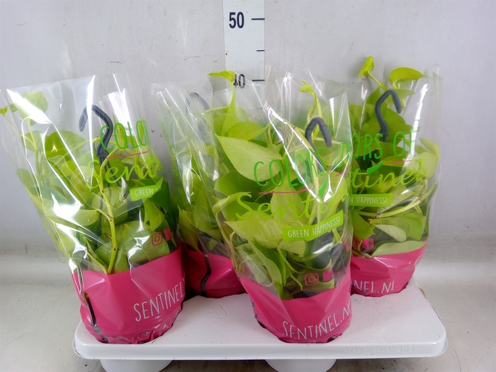 <h4>Epipremnum pinn. 'Golden Pothos' HG</h4>
