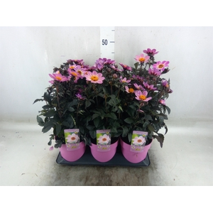Dahlia EN 'Happy Days Pink'