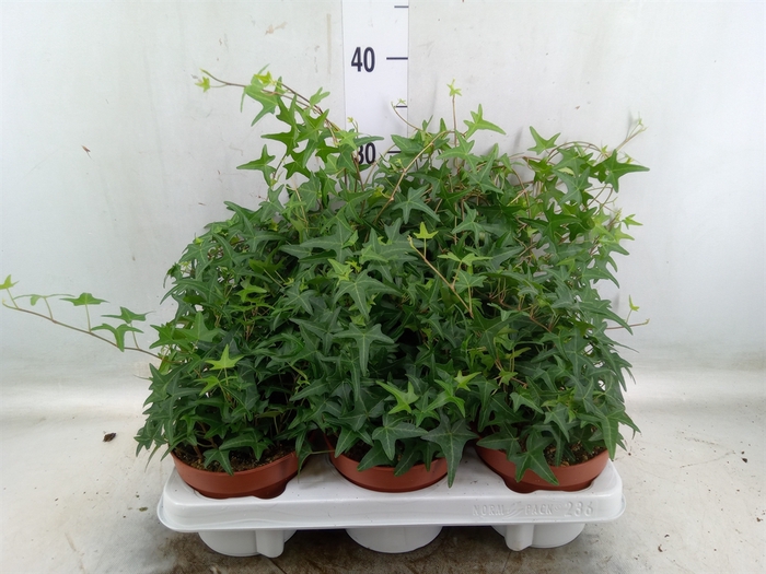 <h4>Hedera helix 'Tres Coupe'</h4>
