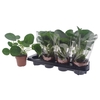 Pilea Peperomioides