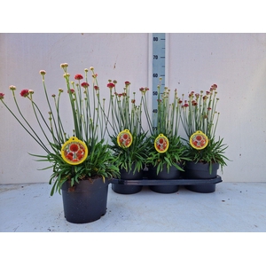 ARME PS BALLERIN RED