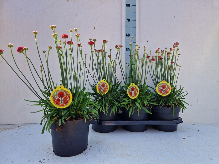 <h4>ARME PS BALLERIN RED</h4>