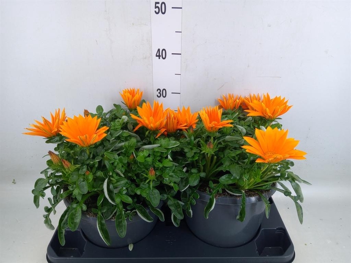 <h4>Gazania splen. 'Giant Deep Orange'</h4>