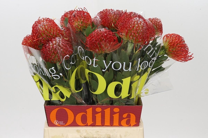 <h4>Nutans Ayoba Red</h4>