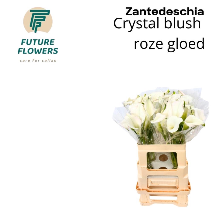 <h4>ZANT CRYSTAL BLUSH</h4>