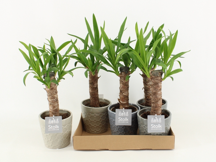 <h4>Yucca Keramiek Gaia</h4>