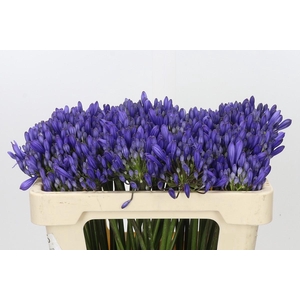 Agapanthus EYFORI Blue