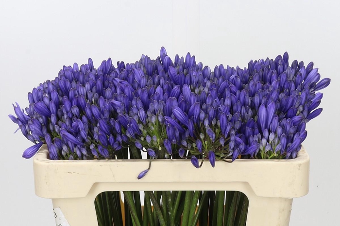 <h4>Agapanthus EYFORI Blue</h4>