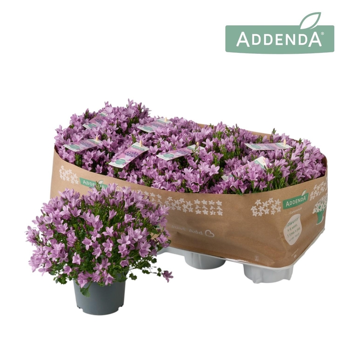 <h4>Campanula Ambella® Pink</h4>