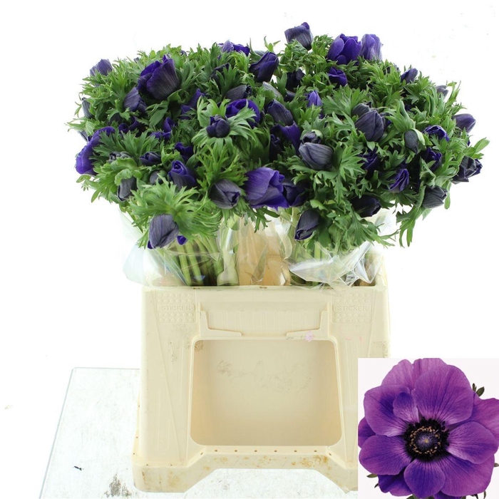 <h4>ANEM CO MAR BLUE</h4>