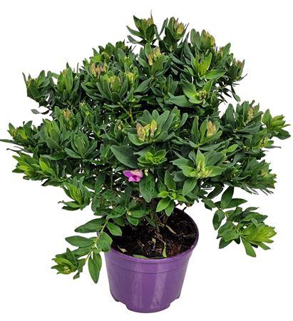 <h4>Polygala Myrtifolia Bush</h4>