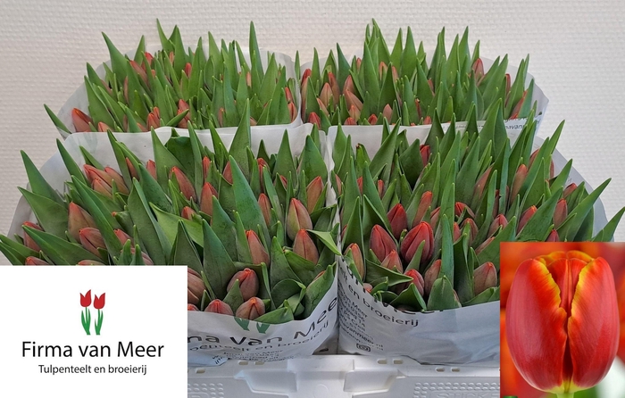 <h4>TU EN VERANDI</h4>