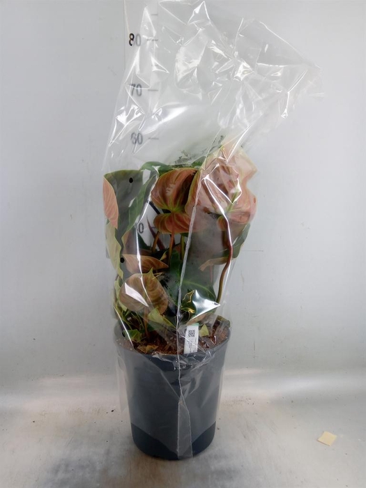 <h4>Philodendron   ...</h4>