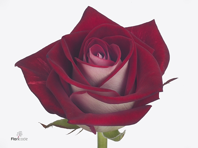 <h4>ROSA GR BLUEZ</h4>