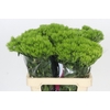 Dianthus Br Kiwi Mellow