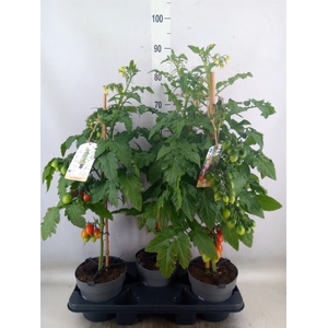 Solanum lycopersicum   ...