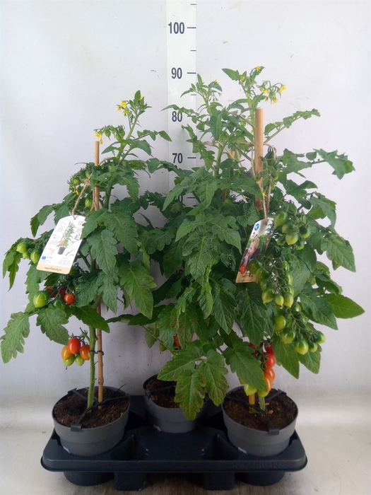 <h4>Solanum lycopersicum   ...</h4>