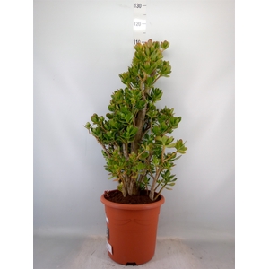 Crassula ovata