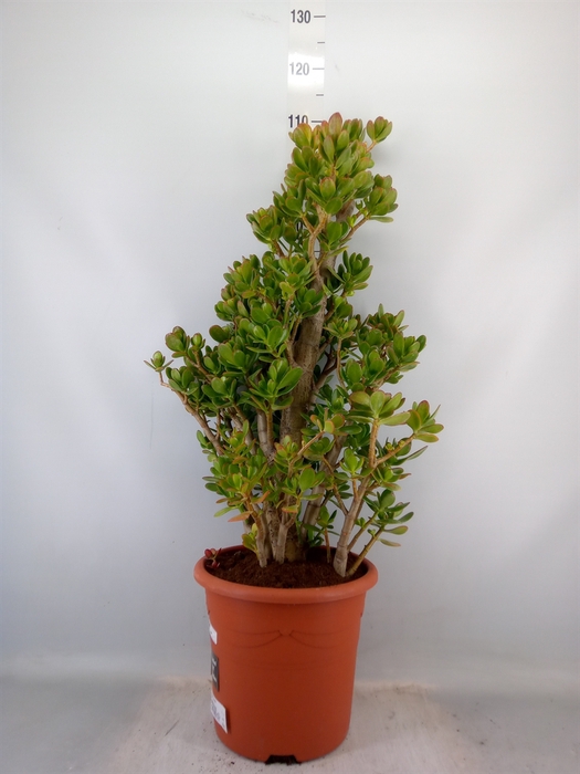 <h4>Crassula ovata</h4>