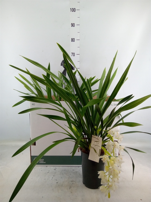 <h4>Cymbidium  'Ice Cascade'</h4>