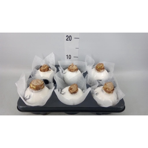 Hippeastrum   ...waxed