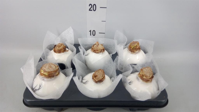 <h4>Hippeastrum   ...waxed</h4>