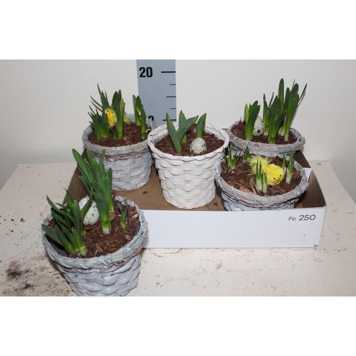 <h4>ARR BOL KNOLGEWAS</h4>