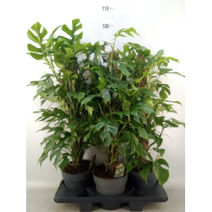 Philodendron   ...
